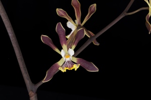 Encyclia Renate Schmidt Maroon Starburst AM/AOS 81 pts.